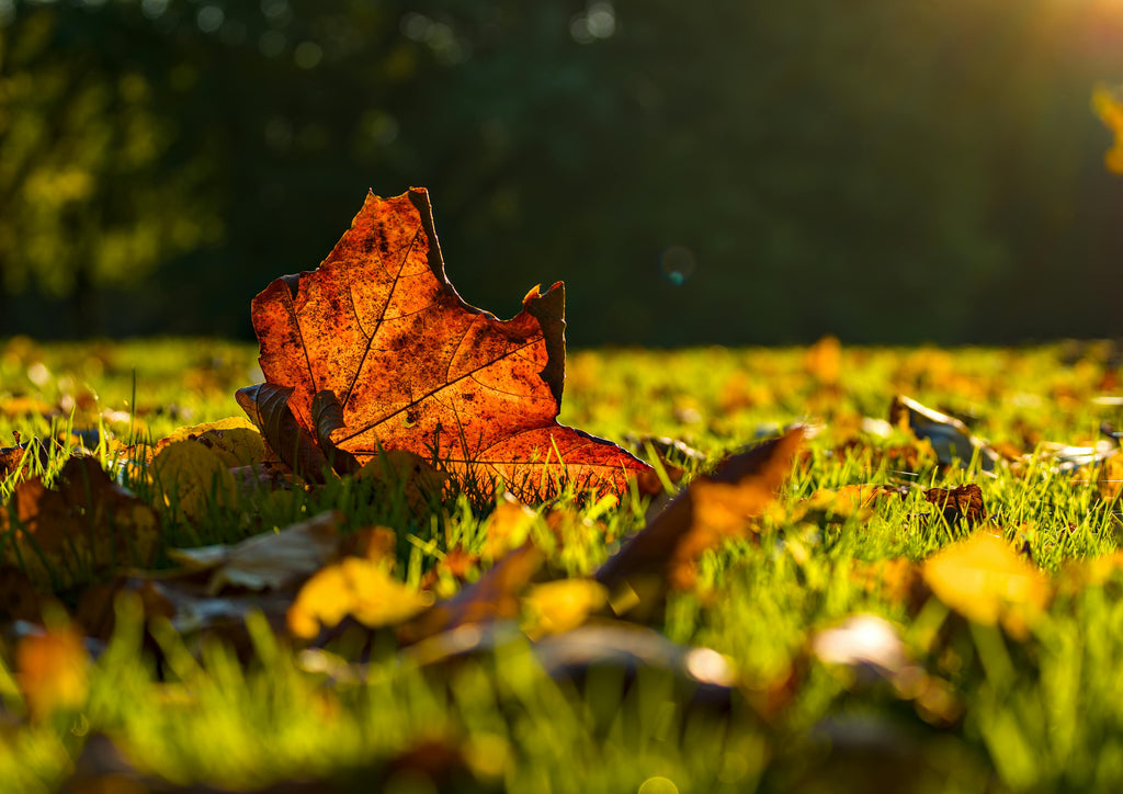 Reviving Drought-Stressed Lawns in Fall Using 16-16-16 Fertilizer