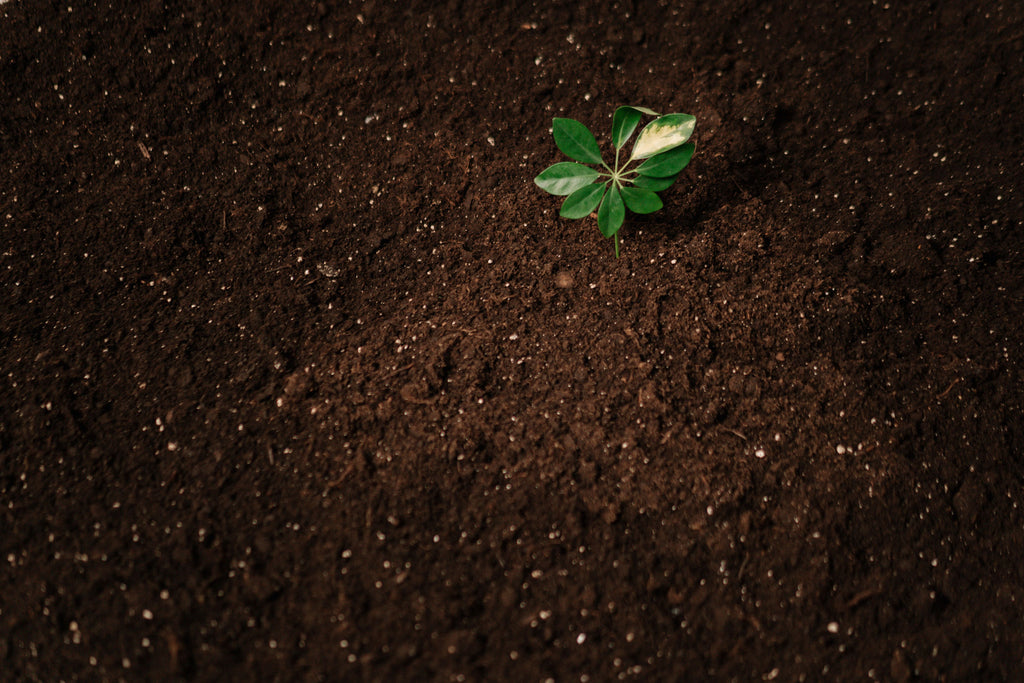 Why Water-Soluble Fertilizers Matter In Greenhouses And Containers