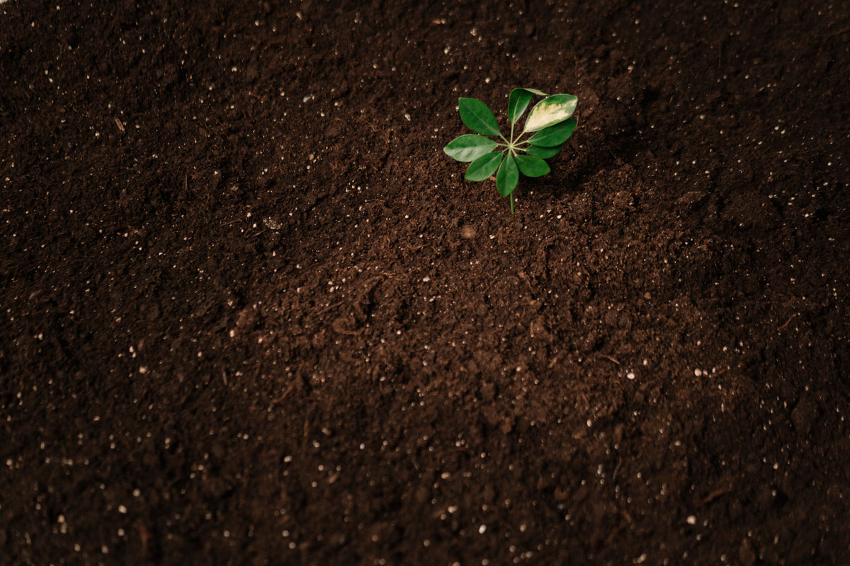 Why Water-Soluble Fertilizers Matter In Greenhouses And Containers