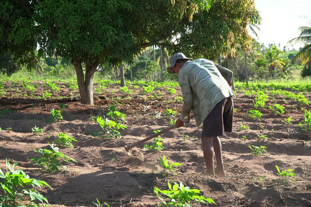 How to Collect a Proper Soil Sample for Lab Testing