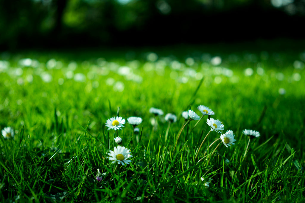 Fertilizing in Drought Conditions: What Works When Water Is Scarce