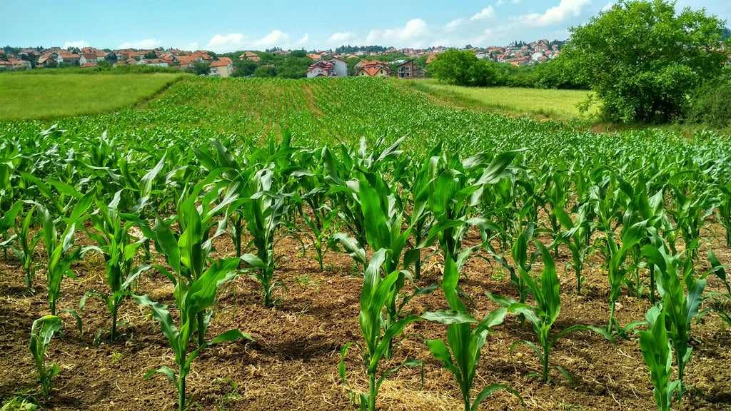 The Importance of Potassium in Plant Growth
