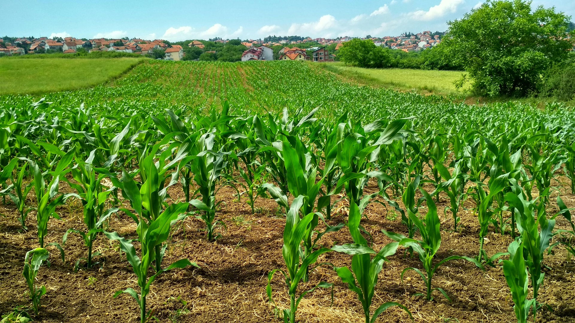 The Importance of Potassium in Plant Growth