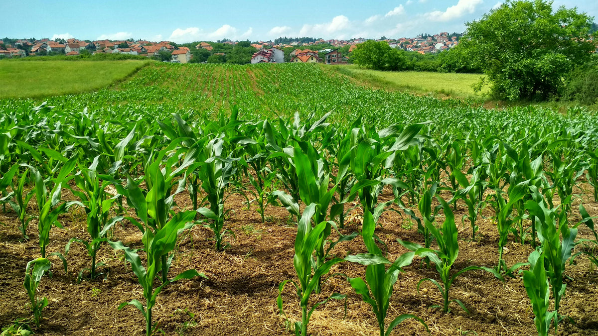 The Importance of Potassium in Plant Growth