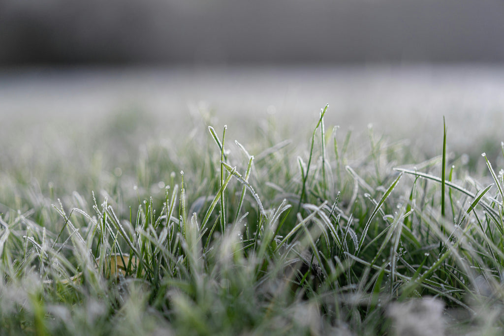 The Best Way to Prepare Lawns for Winter Using Triple 10 Fertilizer