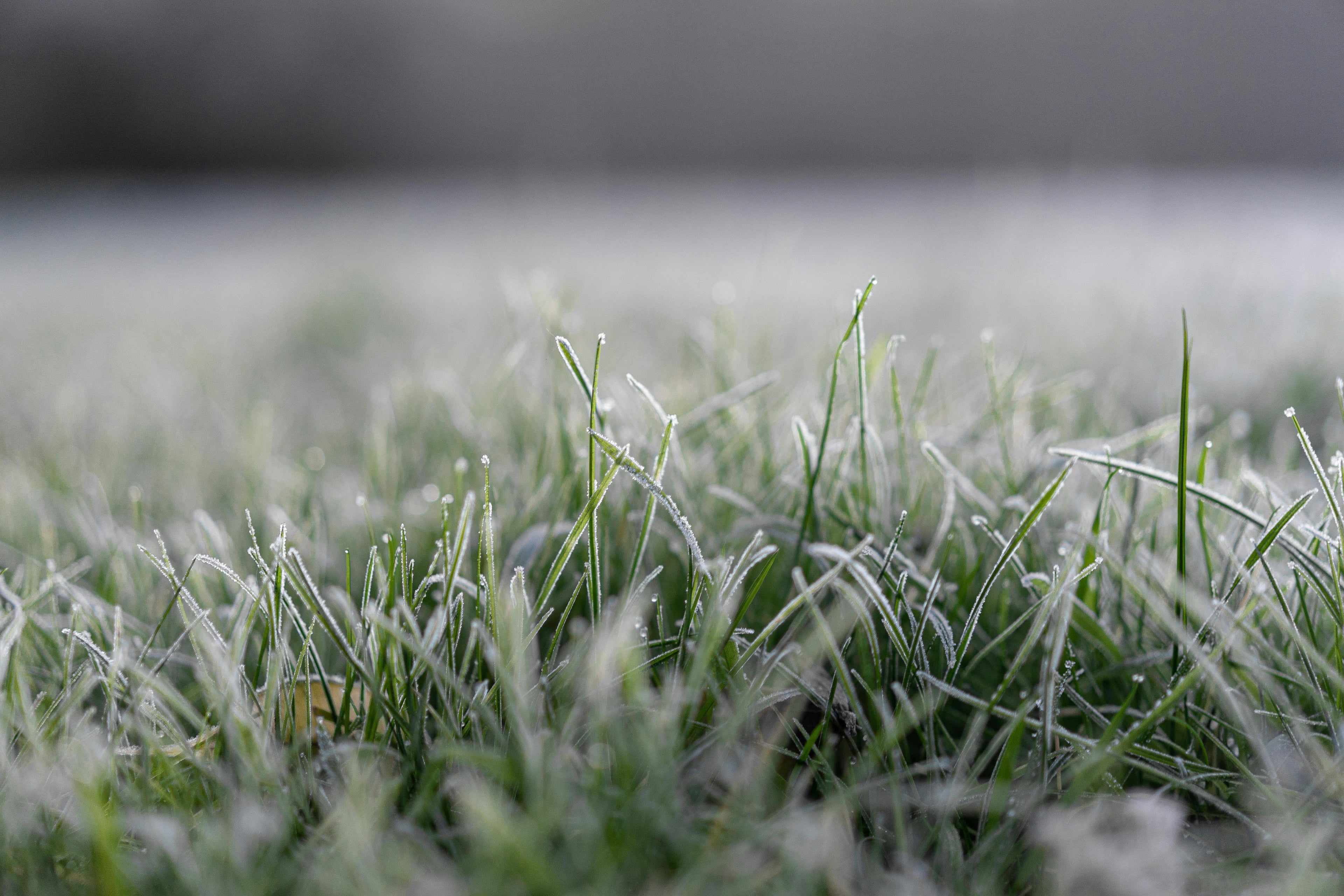 The Best Way to Prepare Lawns for Winter Using Triple 10 Fertilizer