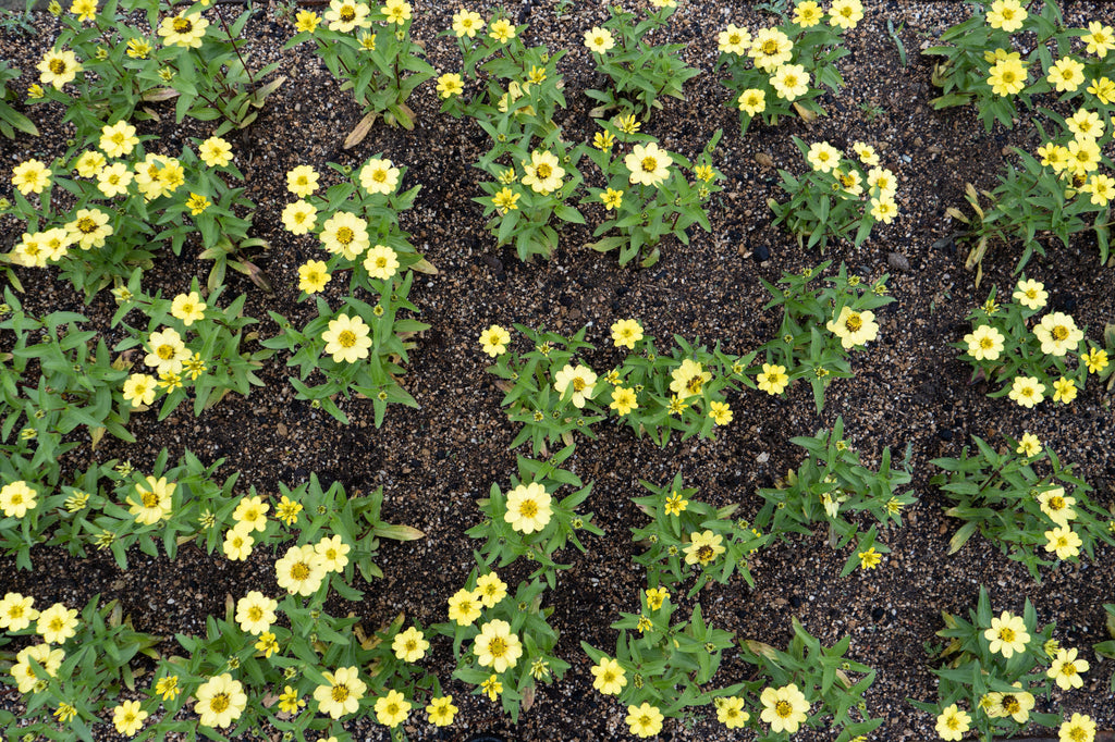 Why Magnesium Deficiency Shows Up As Summer Starts