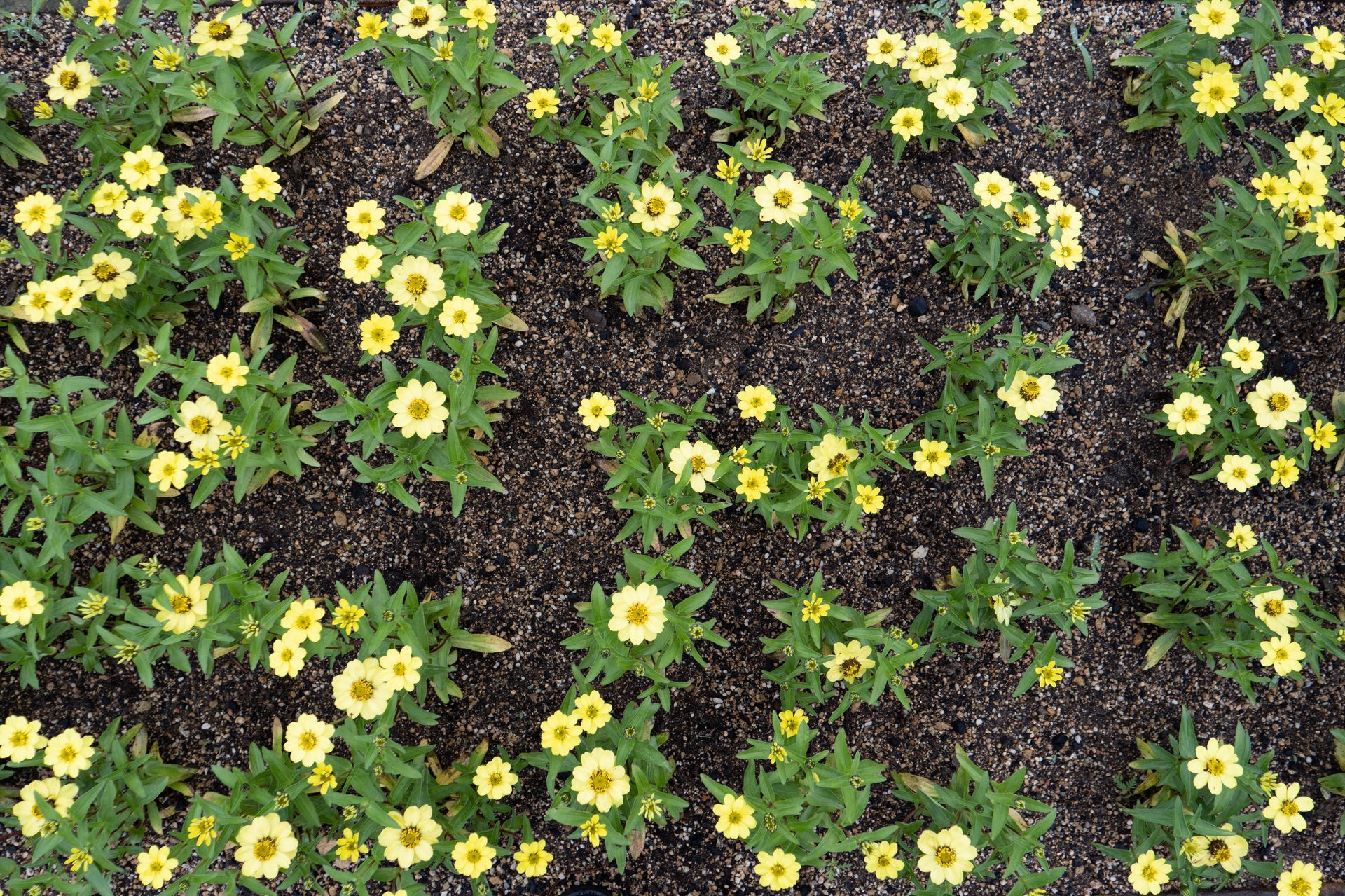 Why Magnesium Deficiency Shows Up As Summer Starts