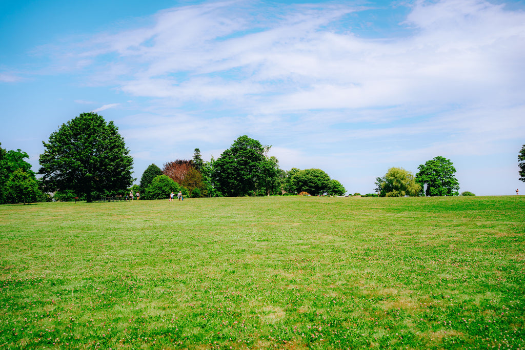 Localized Dry Spots in Lawns and Landscapes: Why More Water Is Not Always the Answer