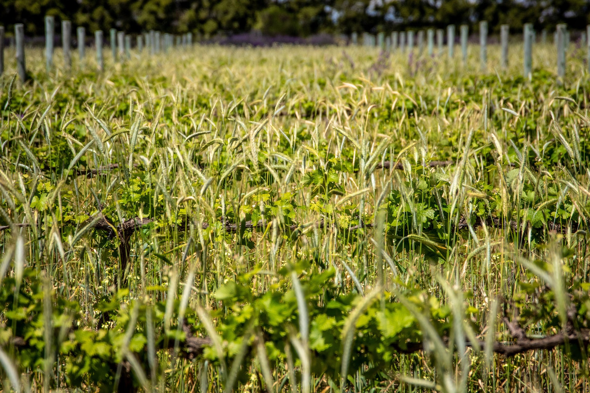 Cover Crops After Wheat and Early Vegetables: Catch Nutrients Before Fall Rains