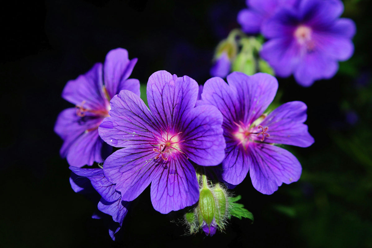 Feeding Perennials in the Fall with 10-10-10 for Better Spring Blooms