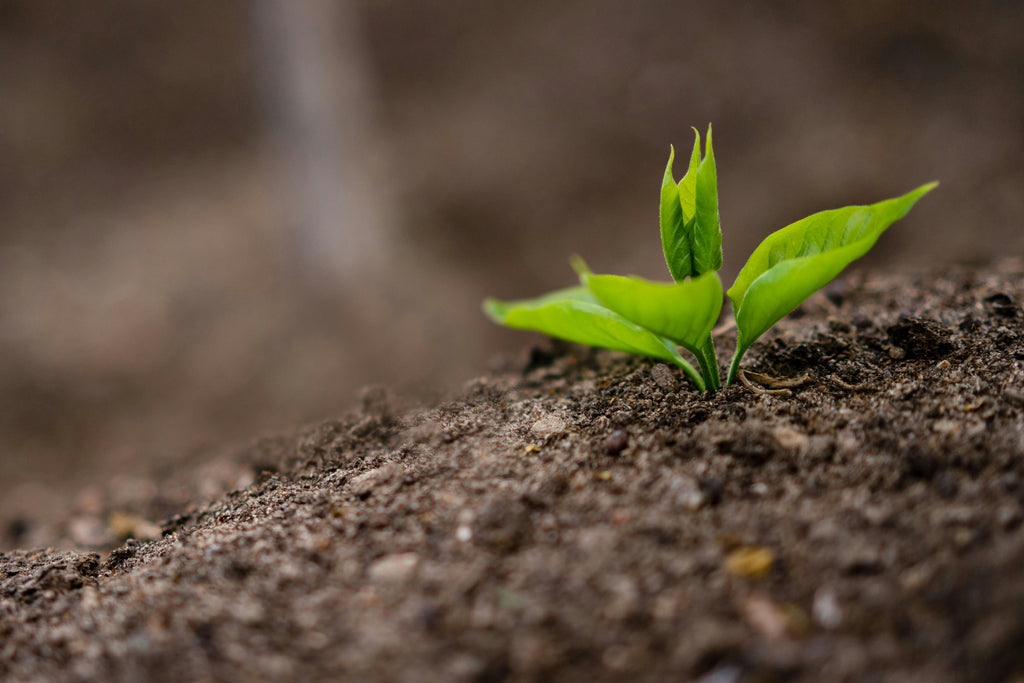 March-Ready Fertility Plan: The February Decisions That Pay Off in the PNW
