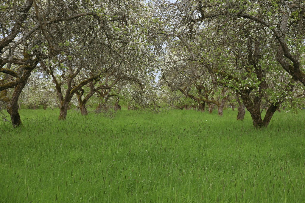 Late Winter Orchard Fertility in the PNW: Setting Up Apples, Pears, Cherries, and Home Fruit Trees for Spring