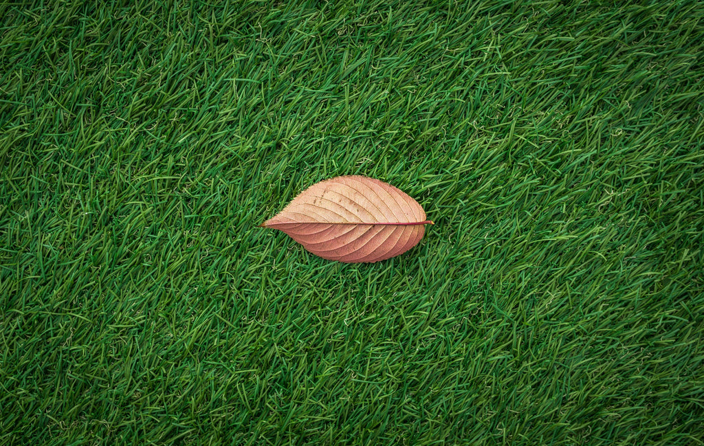 Using Triple 10 to Support Lawn Recovery After Summer Stress