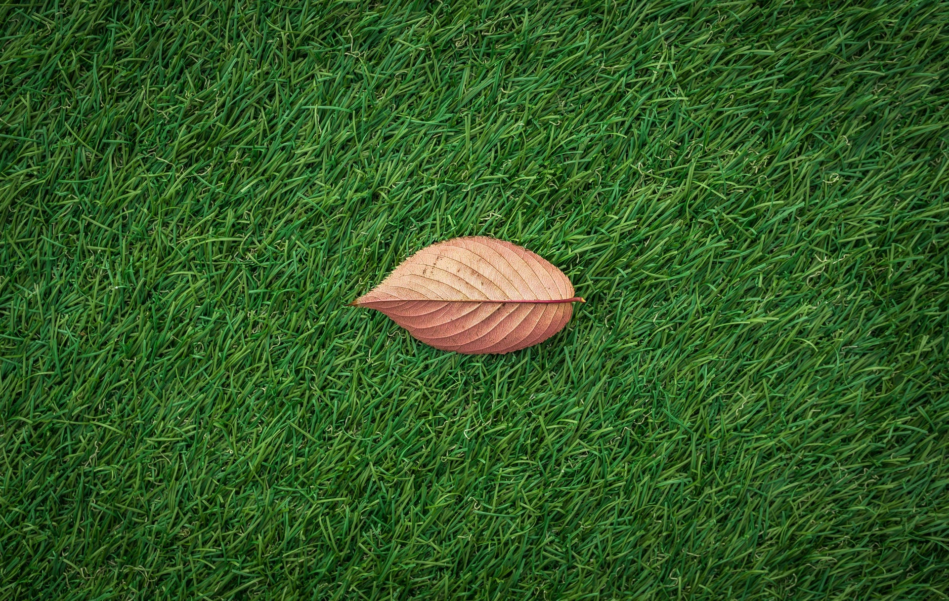 Using Triple 10 to Support Lawn Recovery After Summer Stress