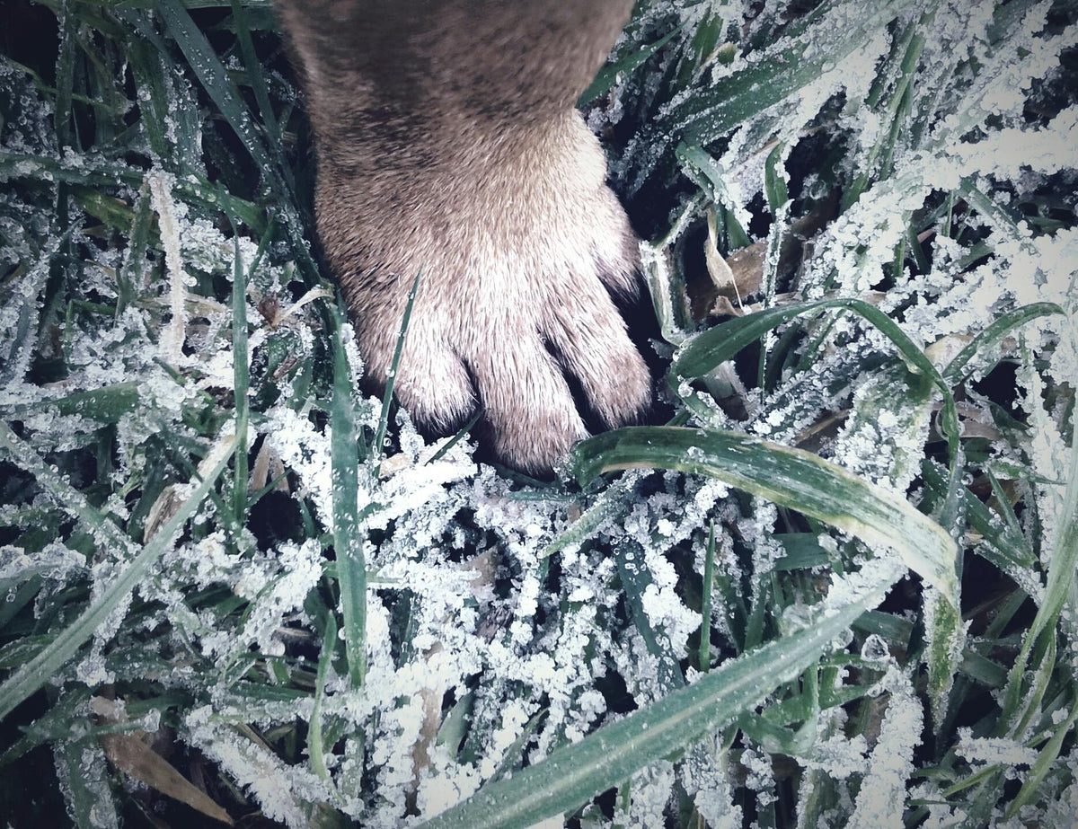 Tips for Helping Grass Survive Cold Weather