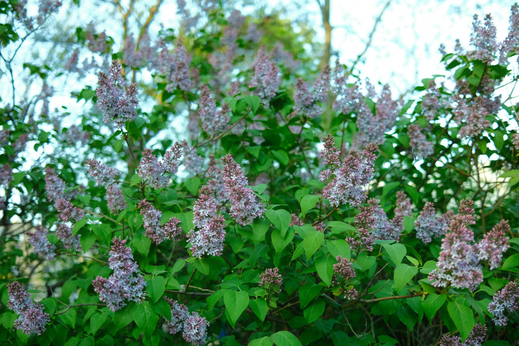 Triple 10 for Fall Shrubs and Perennials: Building Resilient Landscapes Before Winter