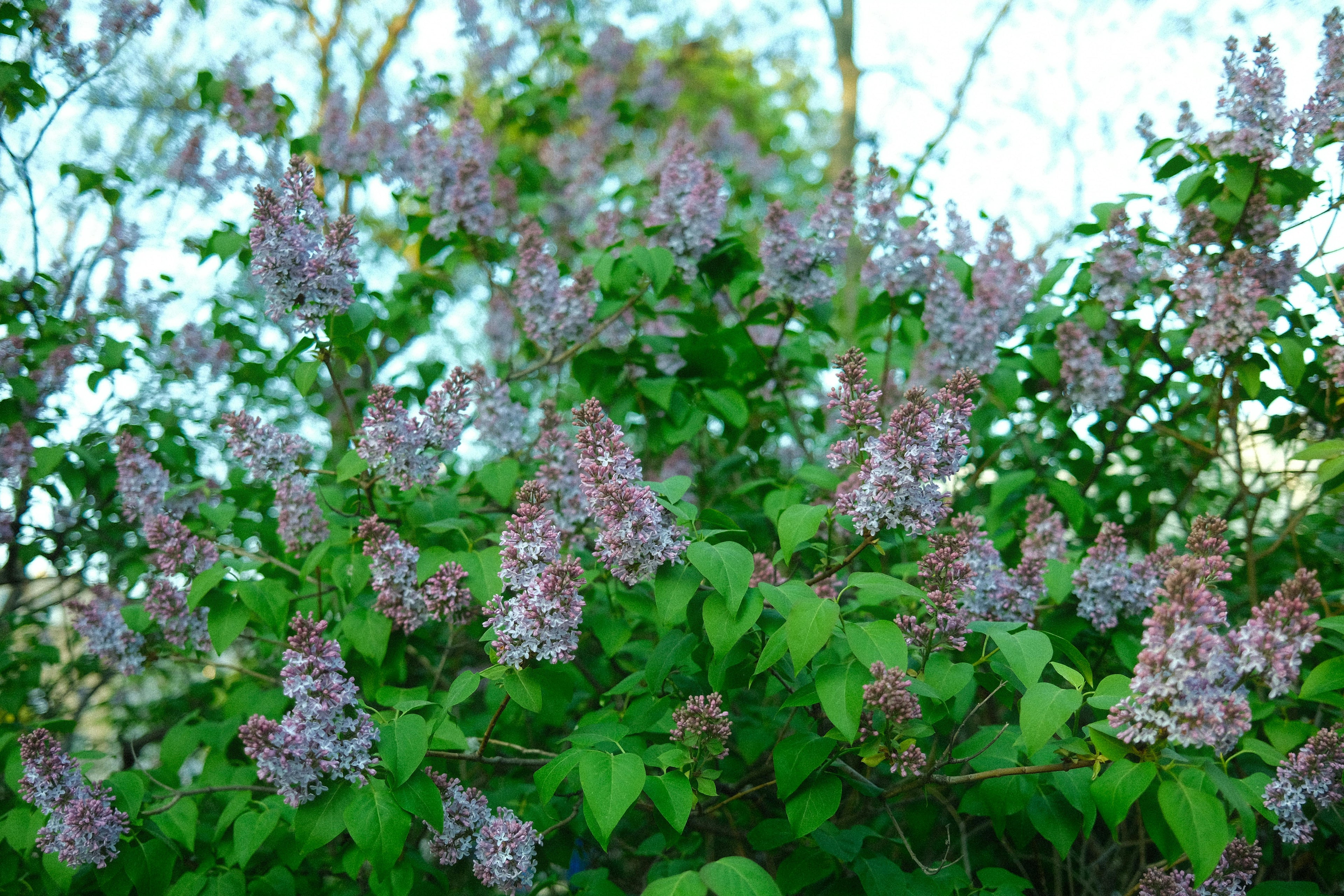 Triple 10 for Fall Shrubs and Perennials: Building Resilient Landscapes Before Winter