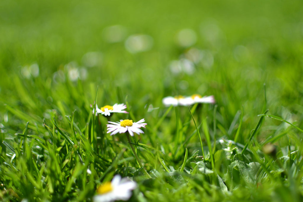 Dormant Seeding In Pacific Northwest Winters: How To Thicken Your Lawn Before Spring