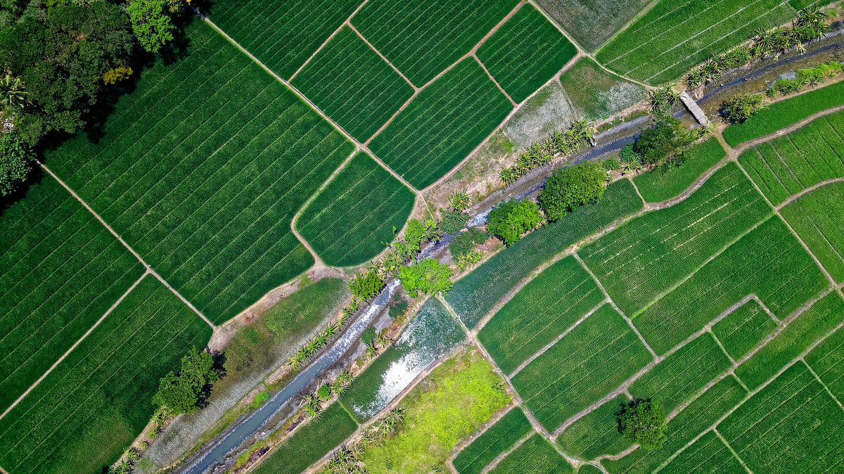 Early-Season Soil Health Practices to Support Fertility and Yield