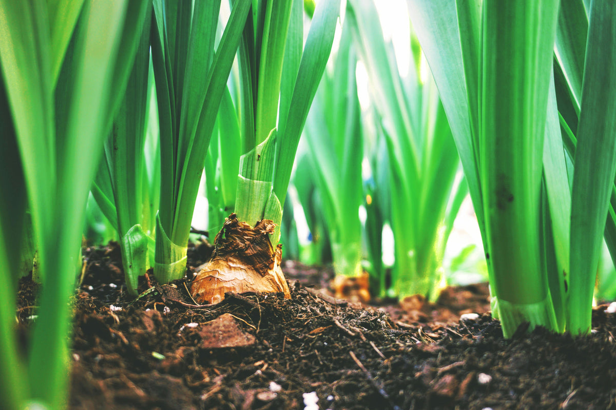 Triple 10 Fertilizer – A Reliable All-in-One Solution for Garden Beds