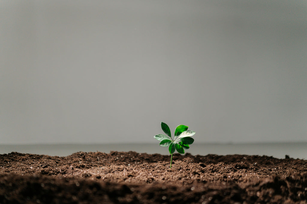 Organic Fertilizer Options for Summer: A Guide to Natural Growth Boosters