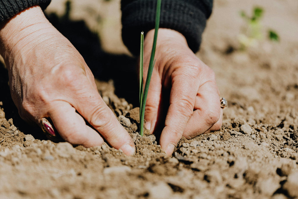 The Role of 16-16-16 Fertilizer in Building Nutrient Reserves Before Winter Dormancy