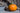 Pumpkin Growth Hack: Fertigation Tips for Halloween Patch Success
