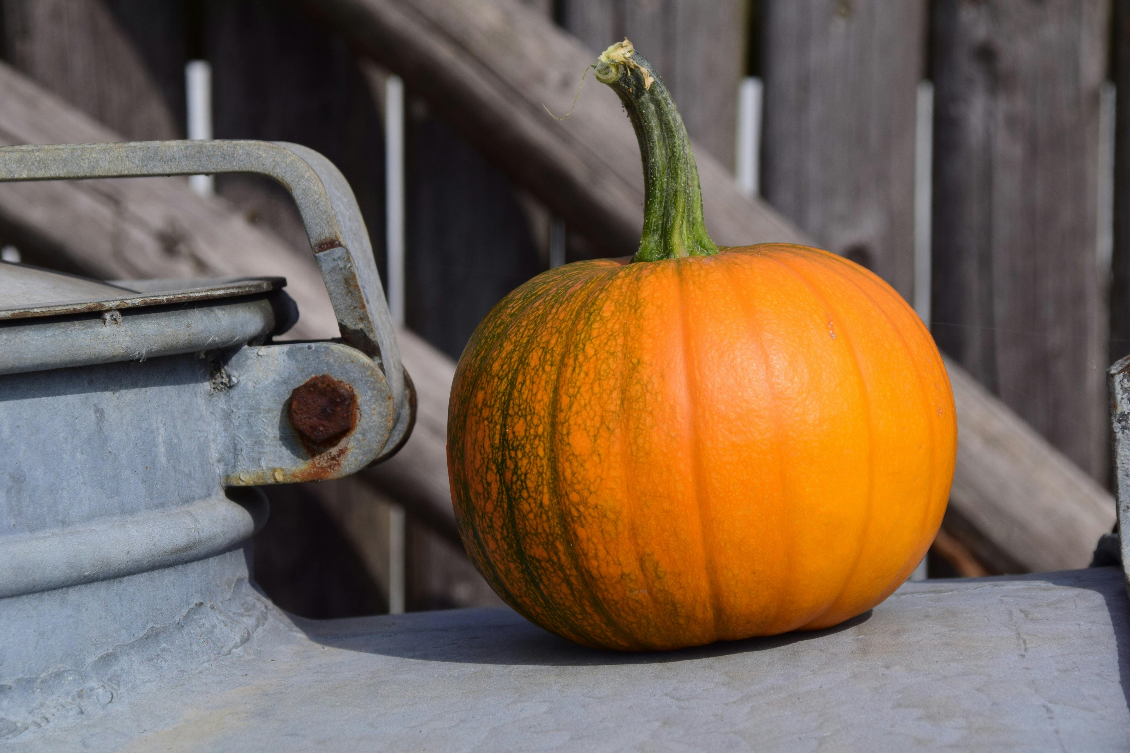 Pumpkin Growth Hack: Fertigation Tips for Halloween Patch Success