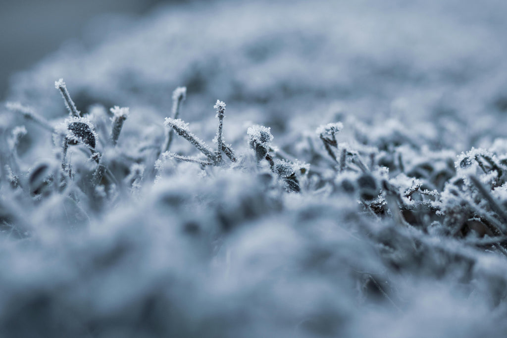 How Sulfur Activates Nutrient Uptake in Cool-Season Soils
