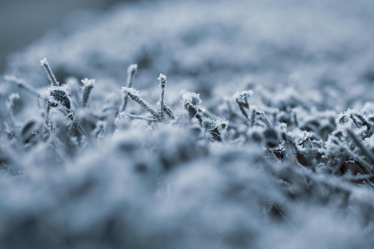 How Sulfur Activates Nutrient Uptake in Cool-Season Soils