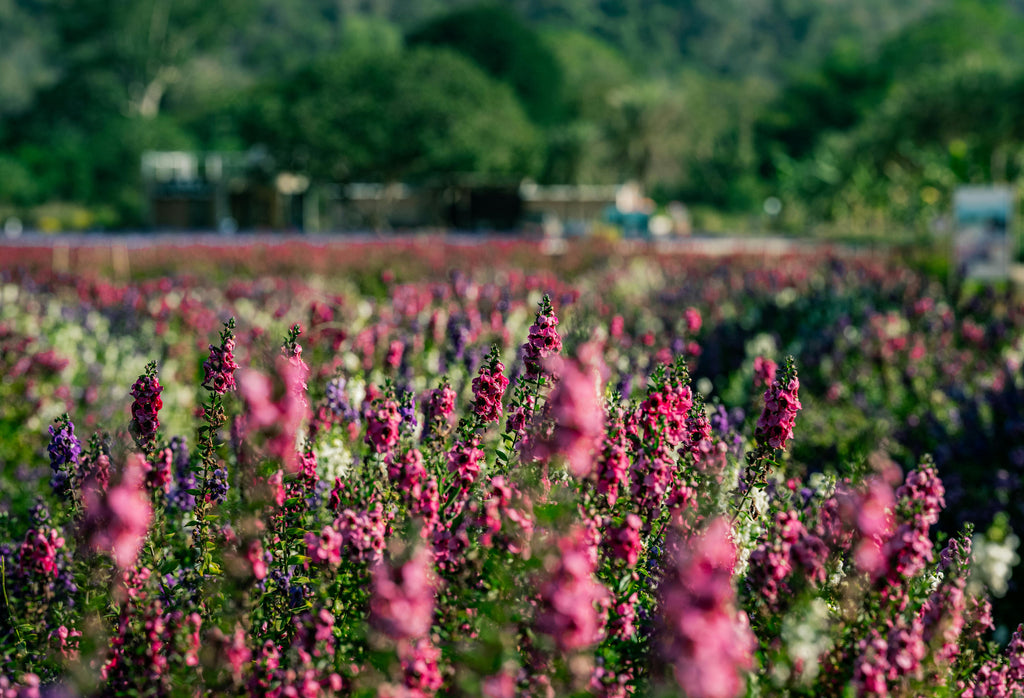 Spring Fertilization: The Key to Thriving Plants and Bountiful Yields