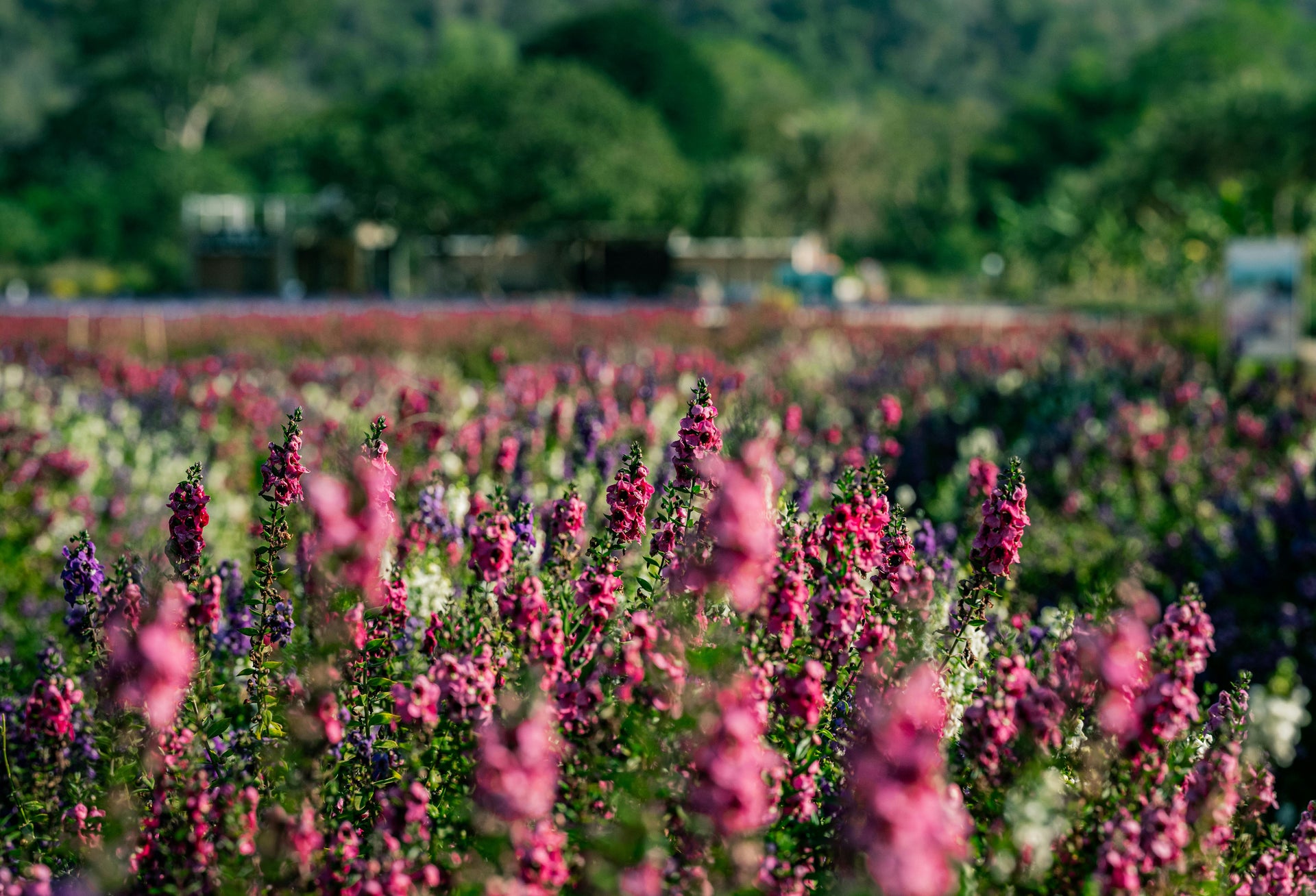 Spring Fertilization: The Key to Thriving Plants and Bountiful Yields