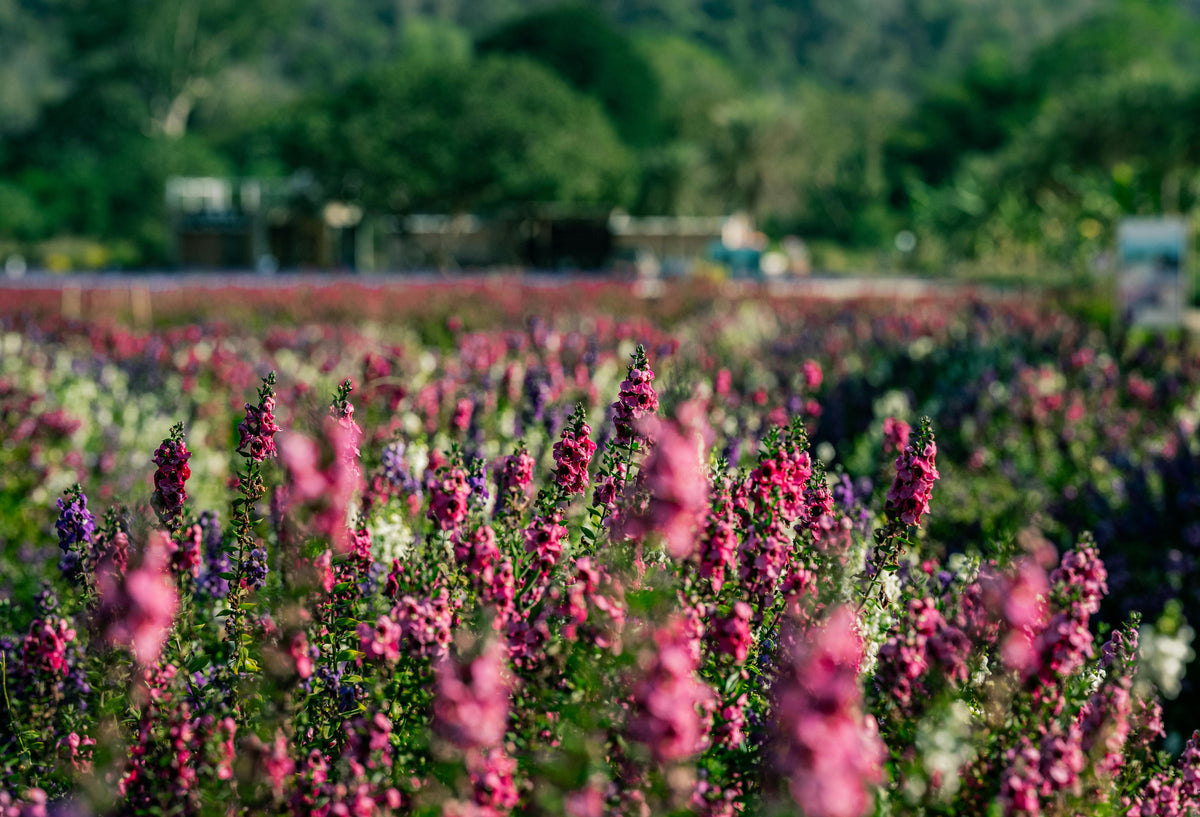 Spring Fertilization: The Key to Thriving Plants and Bountiful Yields