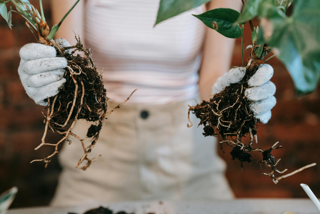 How Balanced Fertilizers Build Strong Roots Before Planting