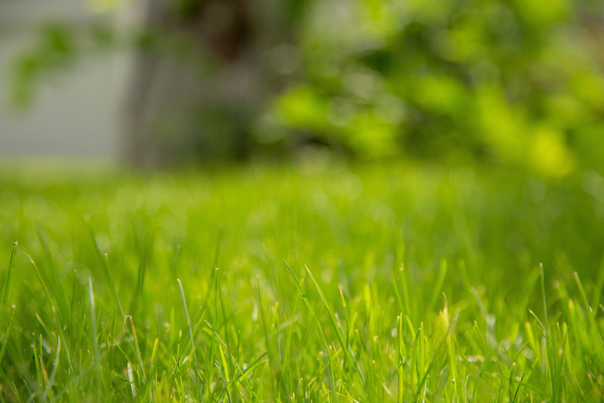 Late-August Lawn Seeding: Why Timing and Seed-to-Soil Contact Matter