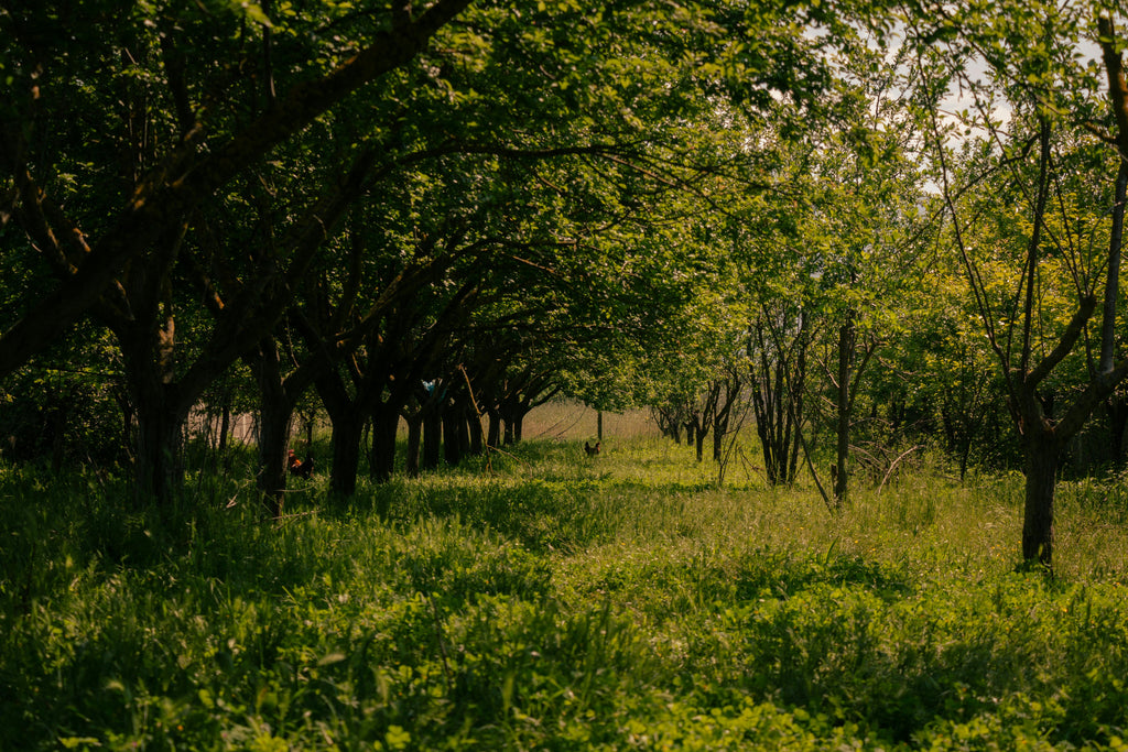 Magnesium Sulfate in Orchards: Correcting Deficiencies Before Dormancy