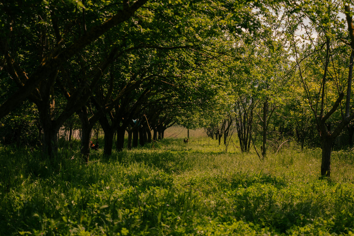 Magnesium Sulfate in Orchards: Correcting Deficiencies Before Dormancy