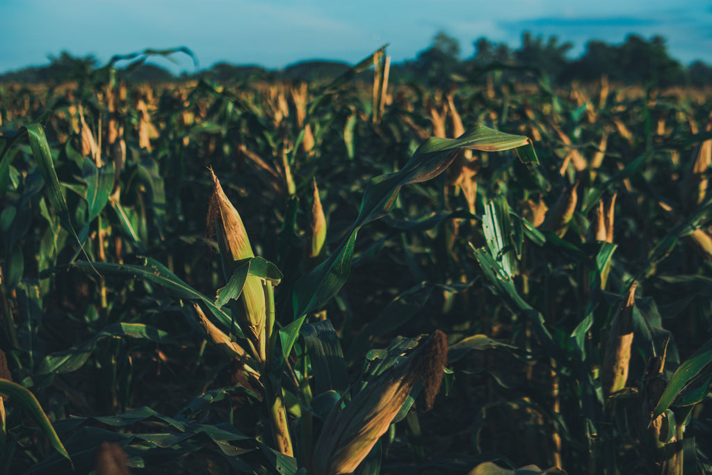 Late-Season Nitrogen Deficiency in Corn: What Can Still Be Fixed and What Cannot