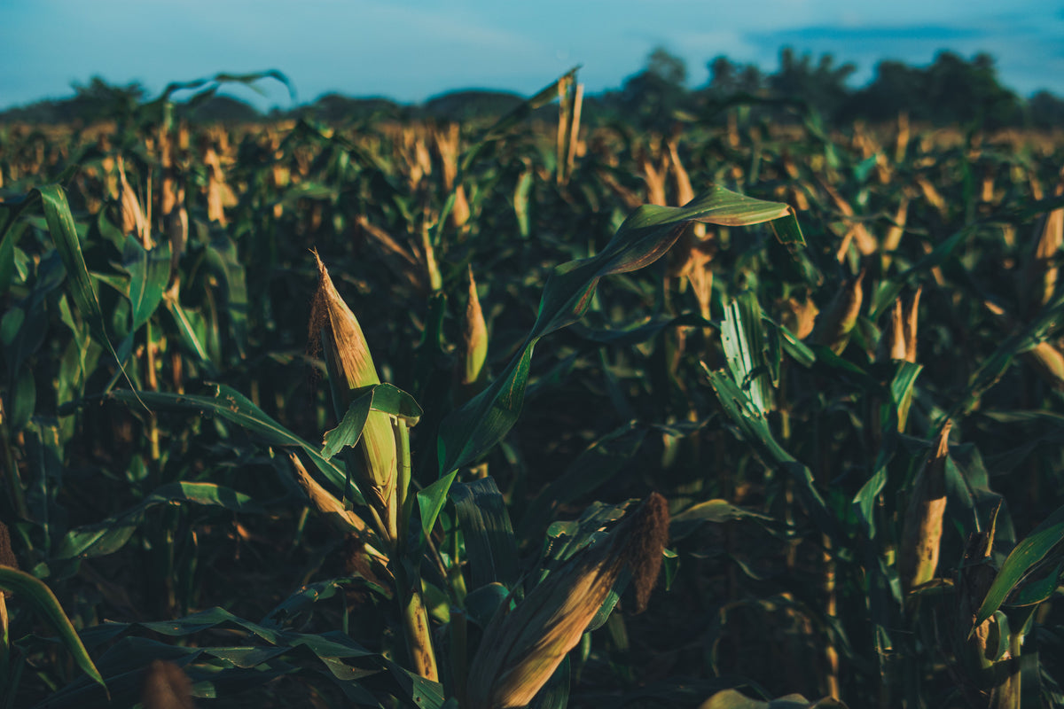 Late-Season Nitrogen Deficiency in Corn: What Can Still Be Fixed and What Cannot