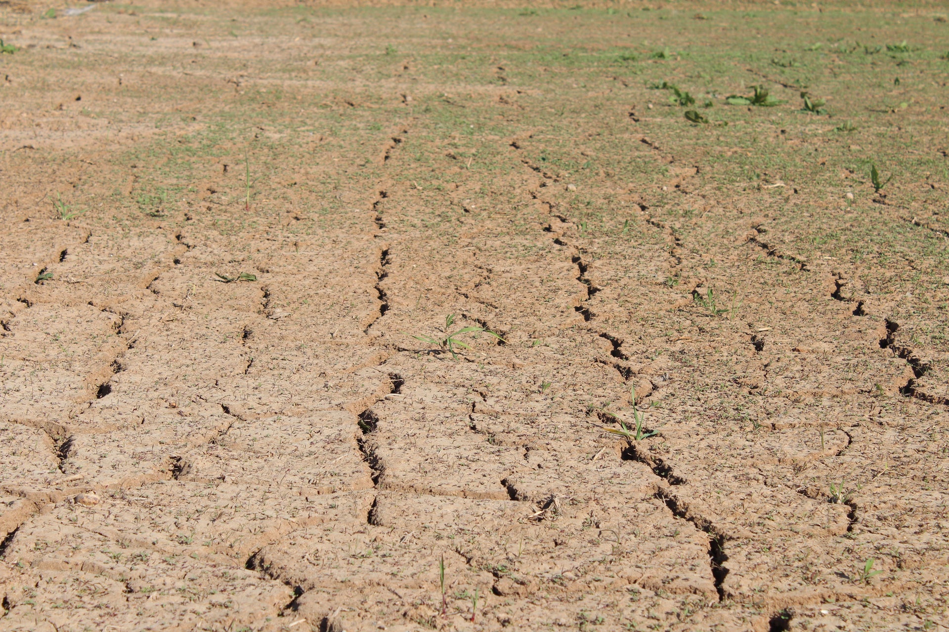 Potassium Deficiency or Dry Soil? Why Corn and Soybeans Turn Yellow in August