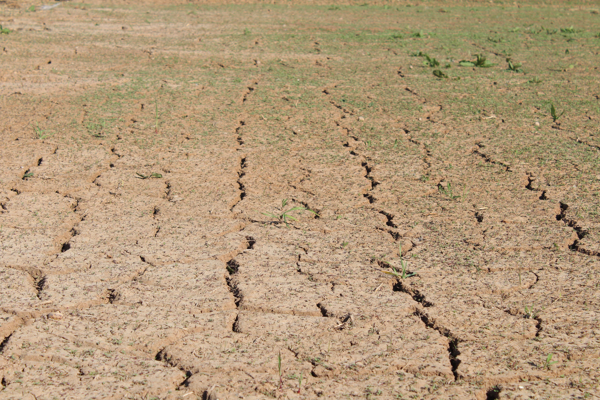 Potassium Deficiency or Dry Soil? Why Corn and Soybeans Turn Yellow in August