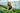 Fish Fertilizer and Micronutrient Deficiency Correction: A Natural Solution