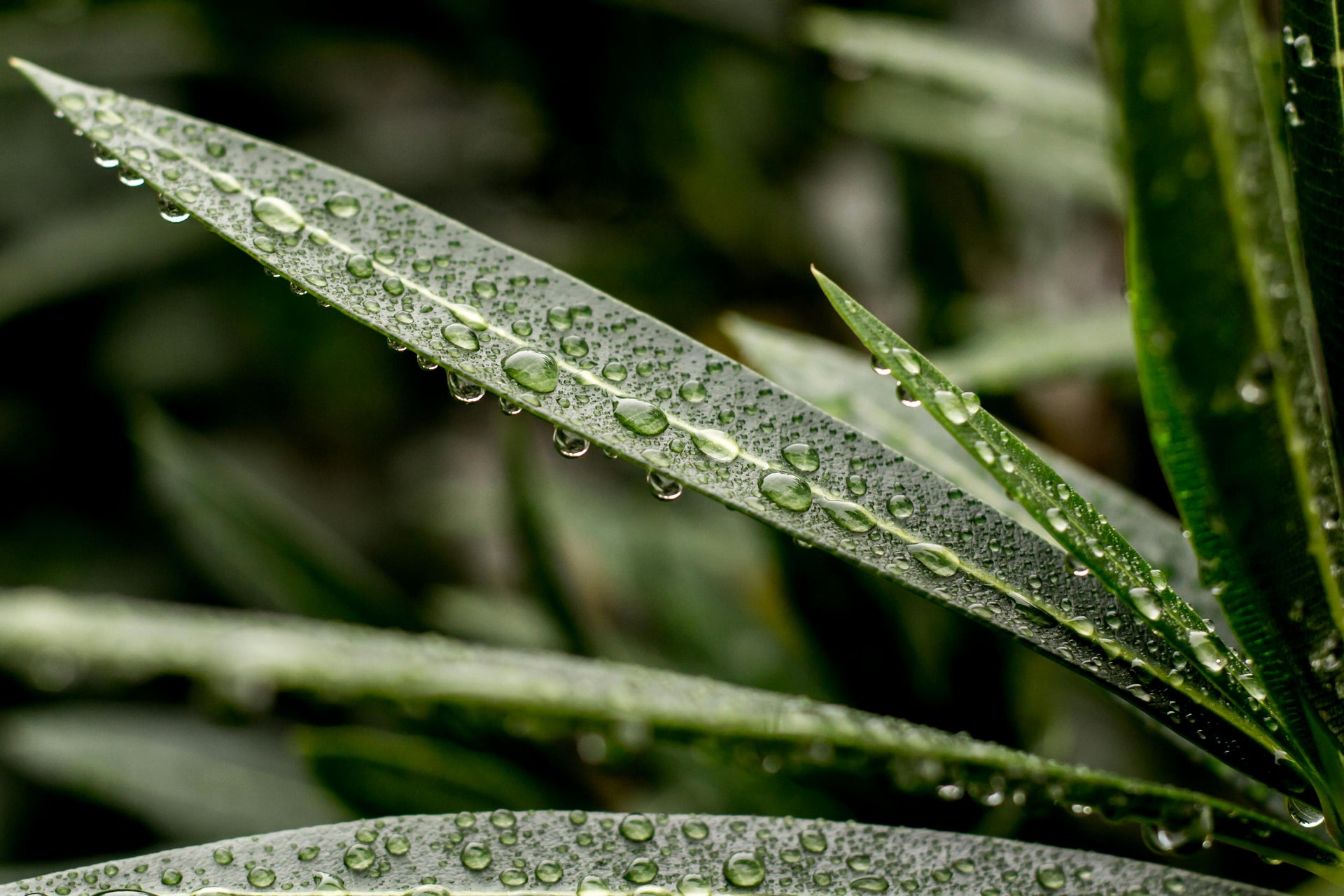Urea vs. Ammonium Sulfate: Which is Right for Your Plants?
