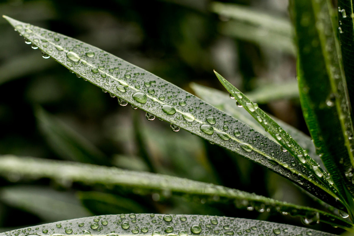 Urea vs. Ammonium Sulfate: Which is Right for Your Plants?