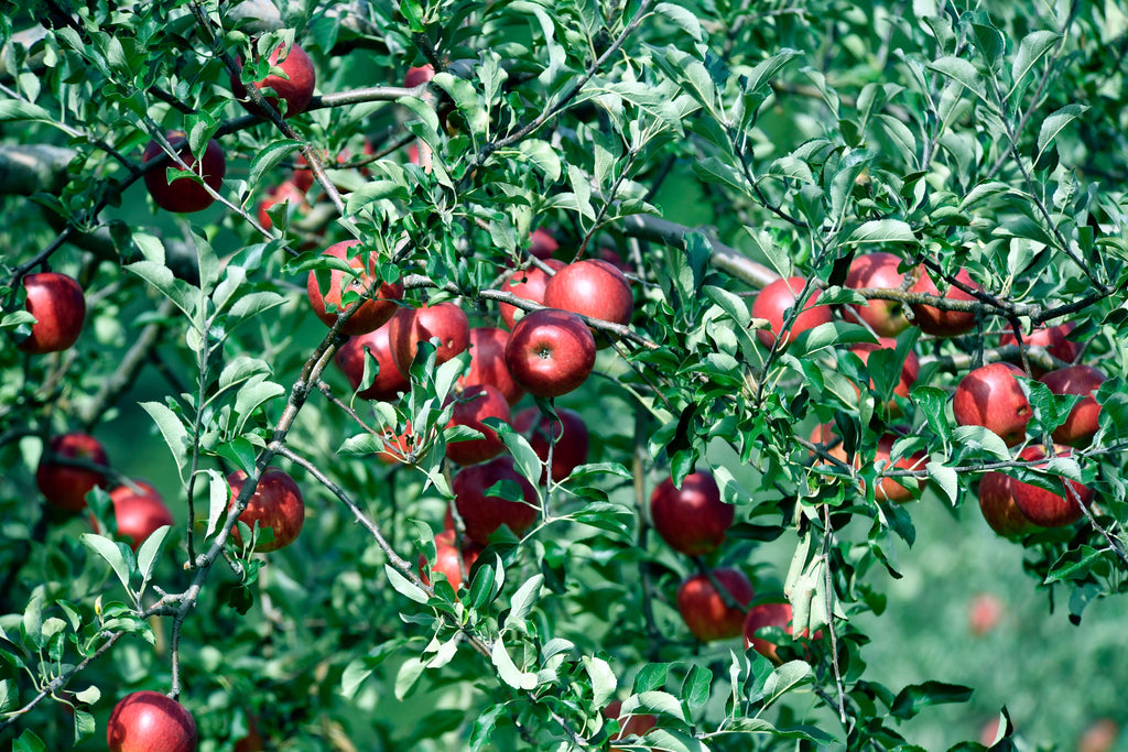 Potassium During Fruit Fill: Feeding Tomatoes, Peppers, Melons, and Berries Without Excess Nitrogen