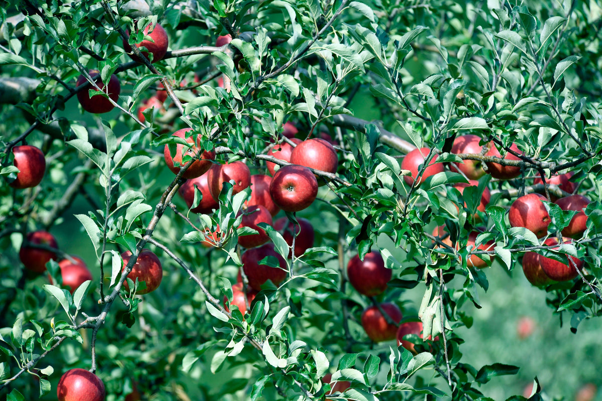 Potassium During Fruit Fill: Feeding Tomatoes, Peppers, Melons, and Berries Without Excess Nitrogen
