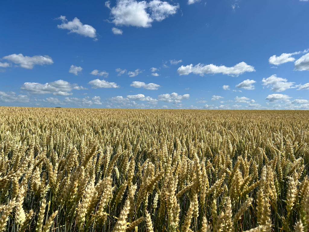 What August Crop Stages Tell Us About Fertilizer, Water, and Yield Potential