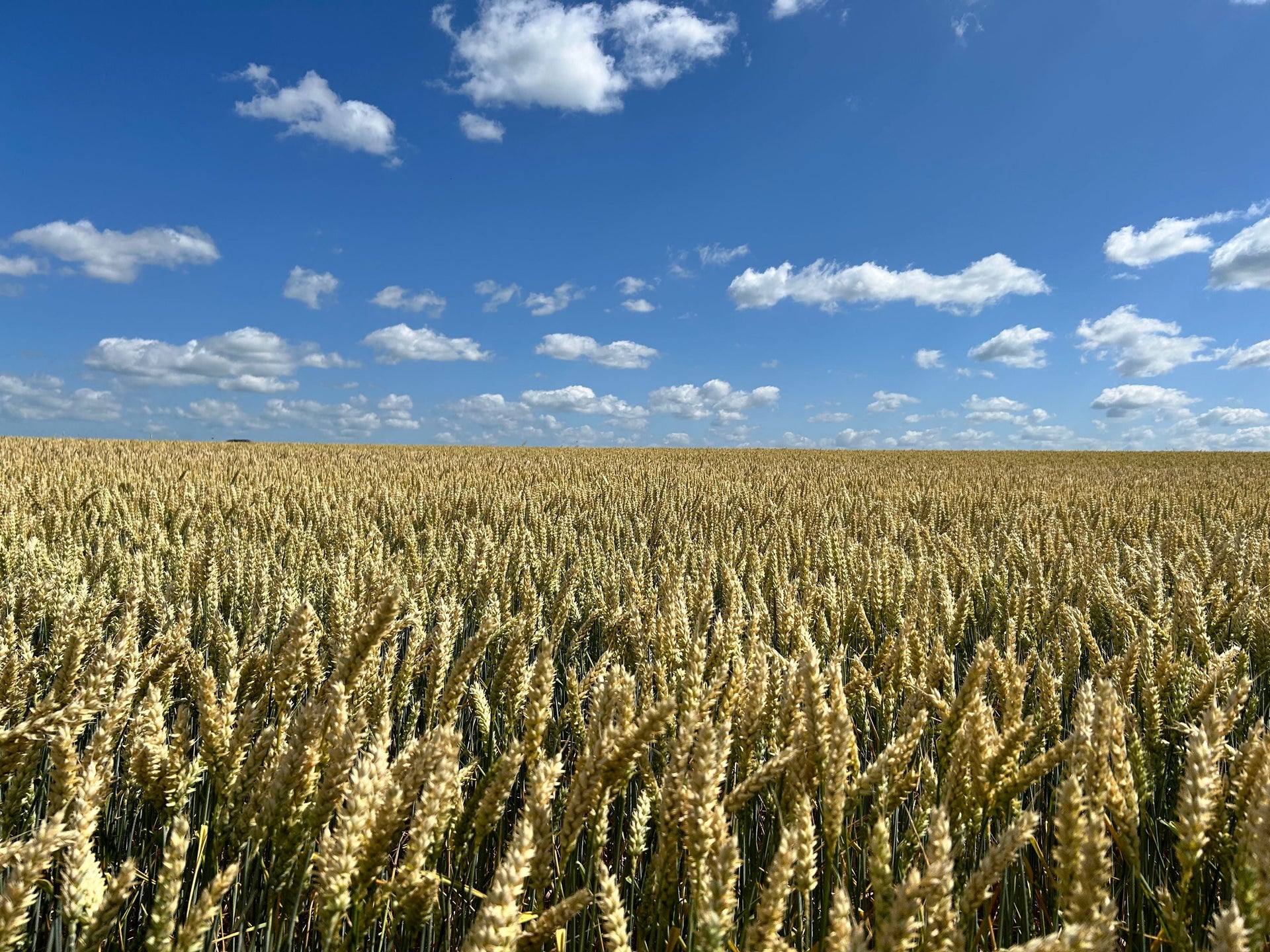 What August Crop Stages Tell Us About Fertilizer, Water, and Yield Potential