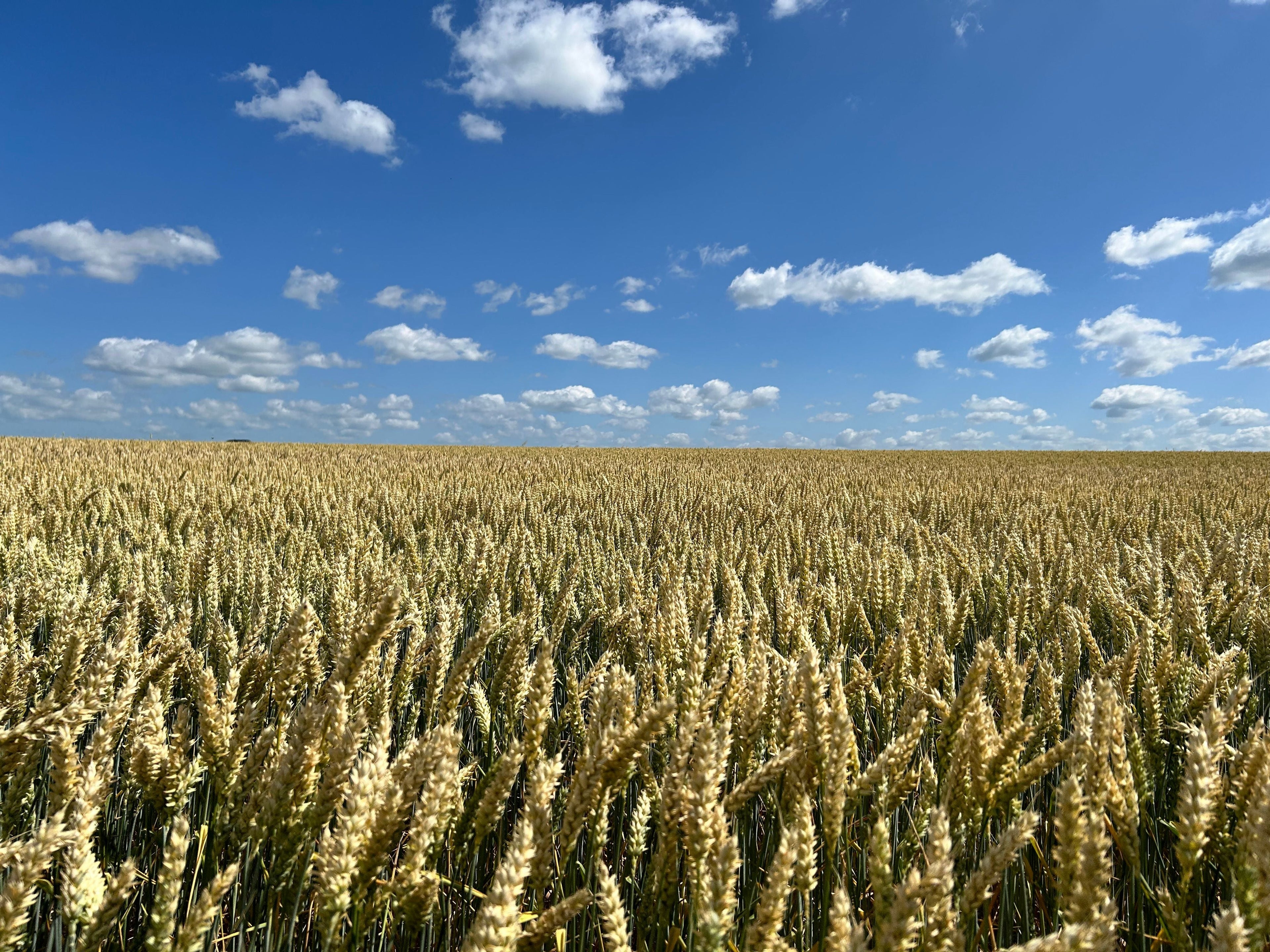 What August Crop Stages Tell Us About Fertilizer, Water, and Yield Potential